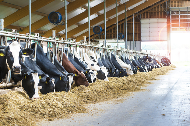 Live stock management